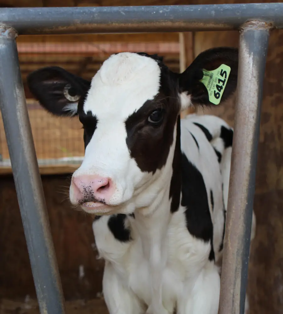 Becerra Holstein detrás de los barrotes de una caseta de crianza, con su arete de identificación